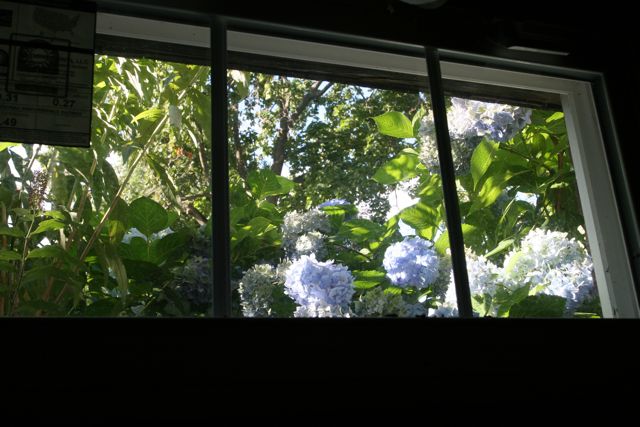 See, always time for hydrangeas. View from laundry room in summer. Sigh.