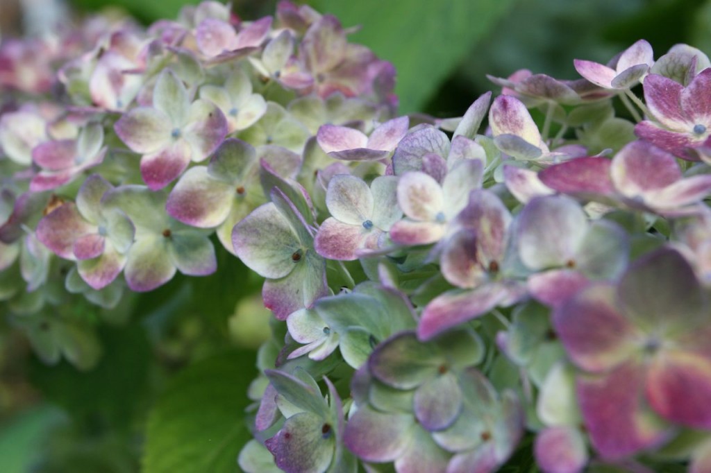 The hydrangeas are modeling. In that their colors are turning modeled. You know what I mean.