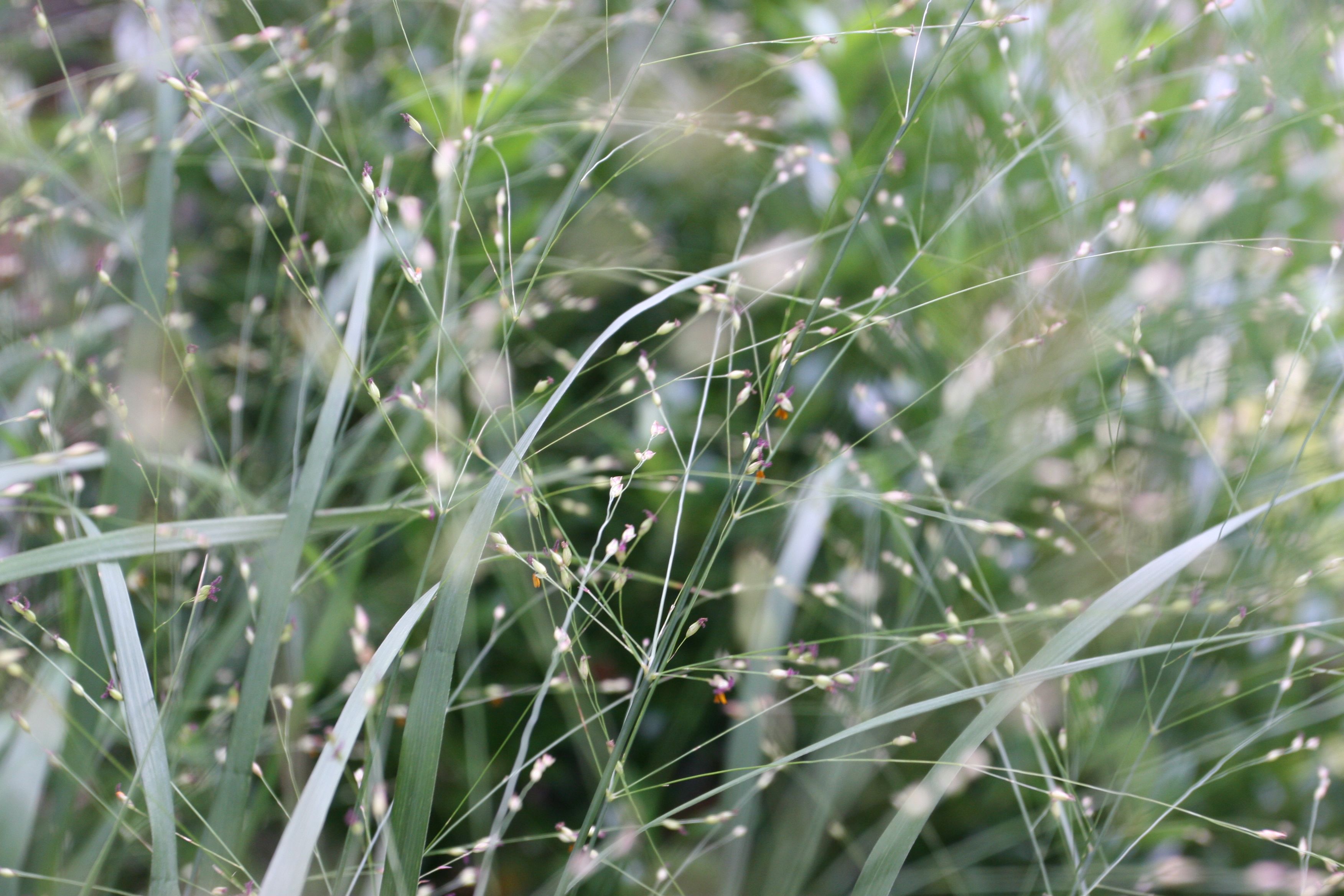 Beauty shot: the grasses in full-bloom. They tickle my eyes.