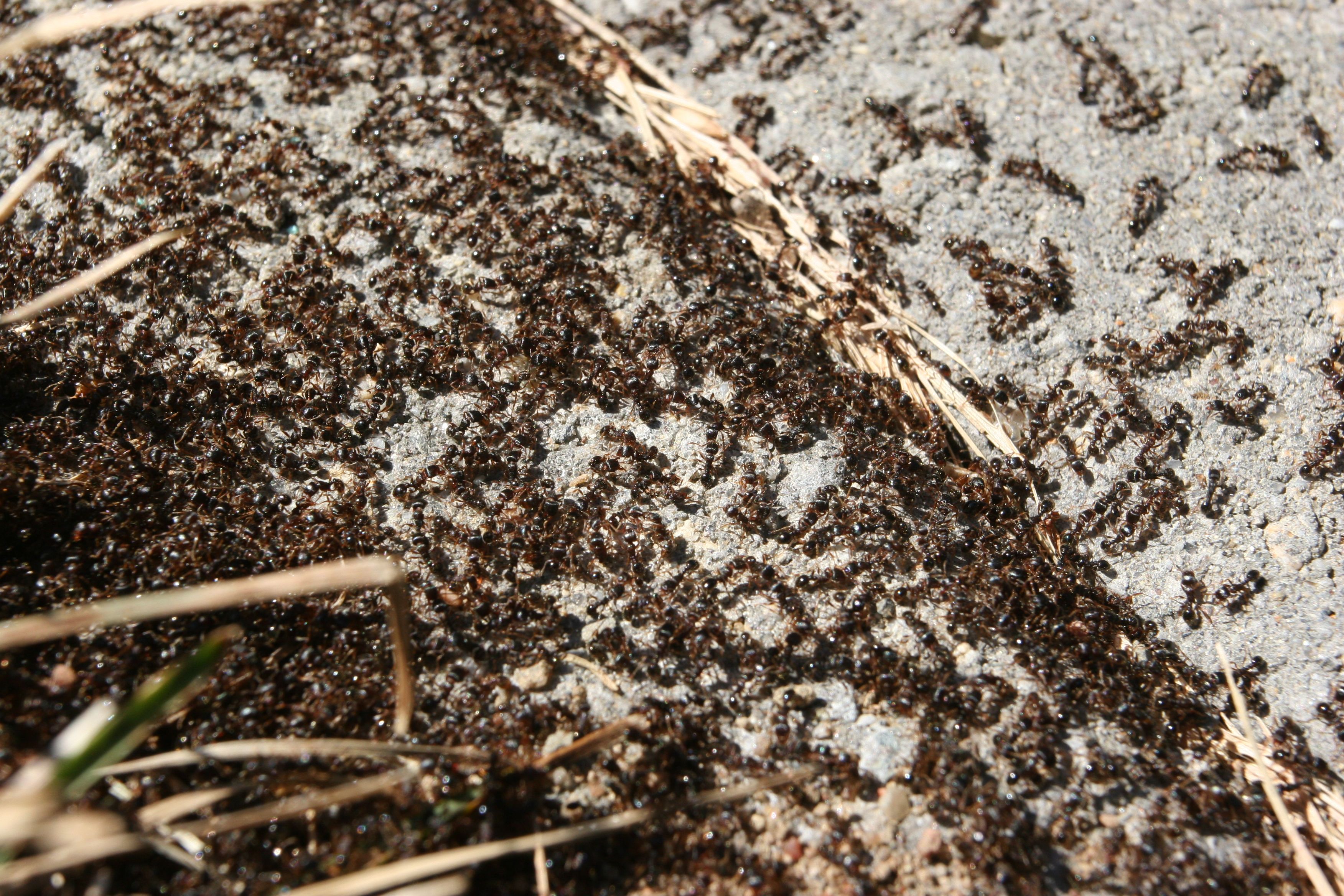Ants! I have no idea what they were after, but there seemed to be something egging them on.