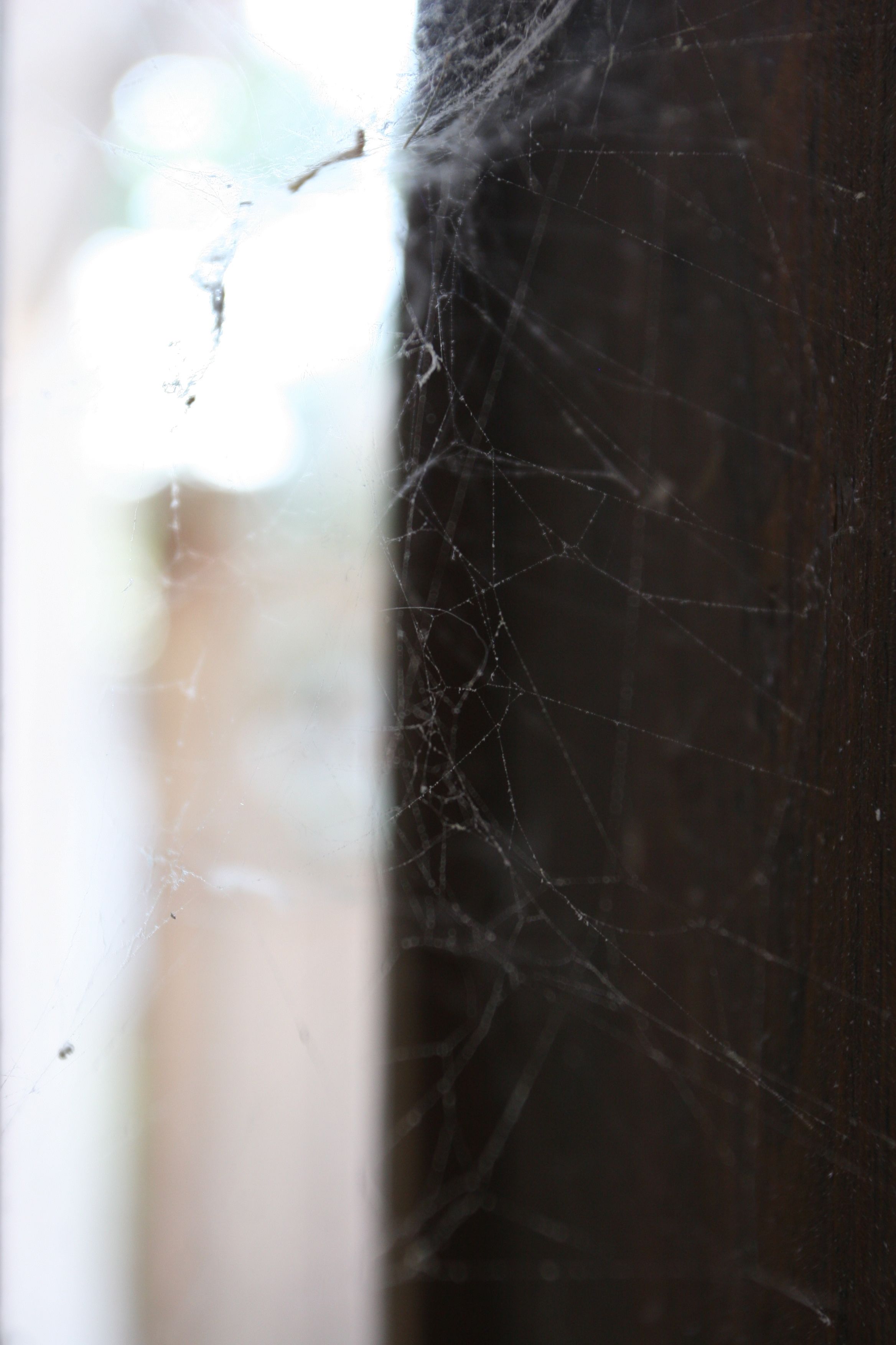 Beauty shot! Spider webs in the garage. Wished for a macro lens at this point.