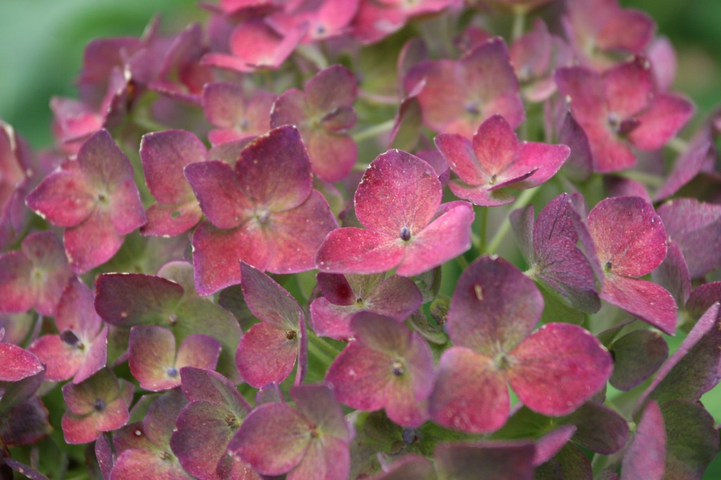 Beauty shot: the hydrangeas are turning completely fall-colored. Bittersweet.