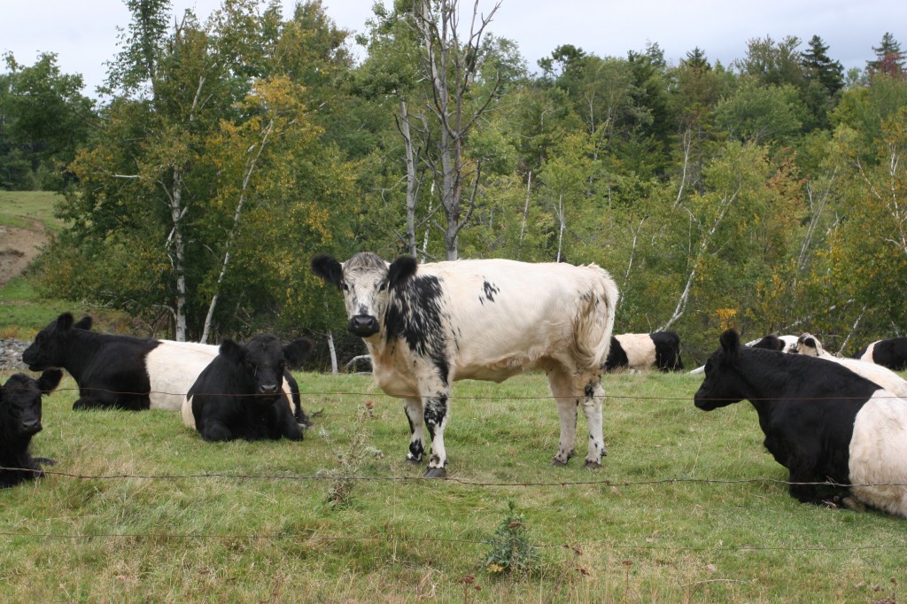 Beauty shot number four: cows! They were super curious. We thought they were like giant dogs.