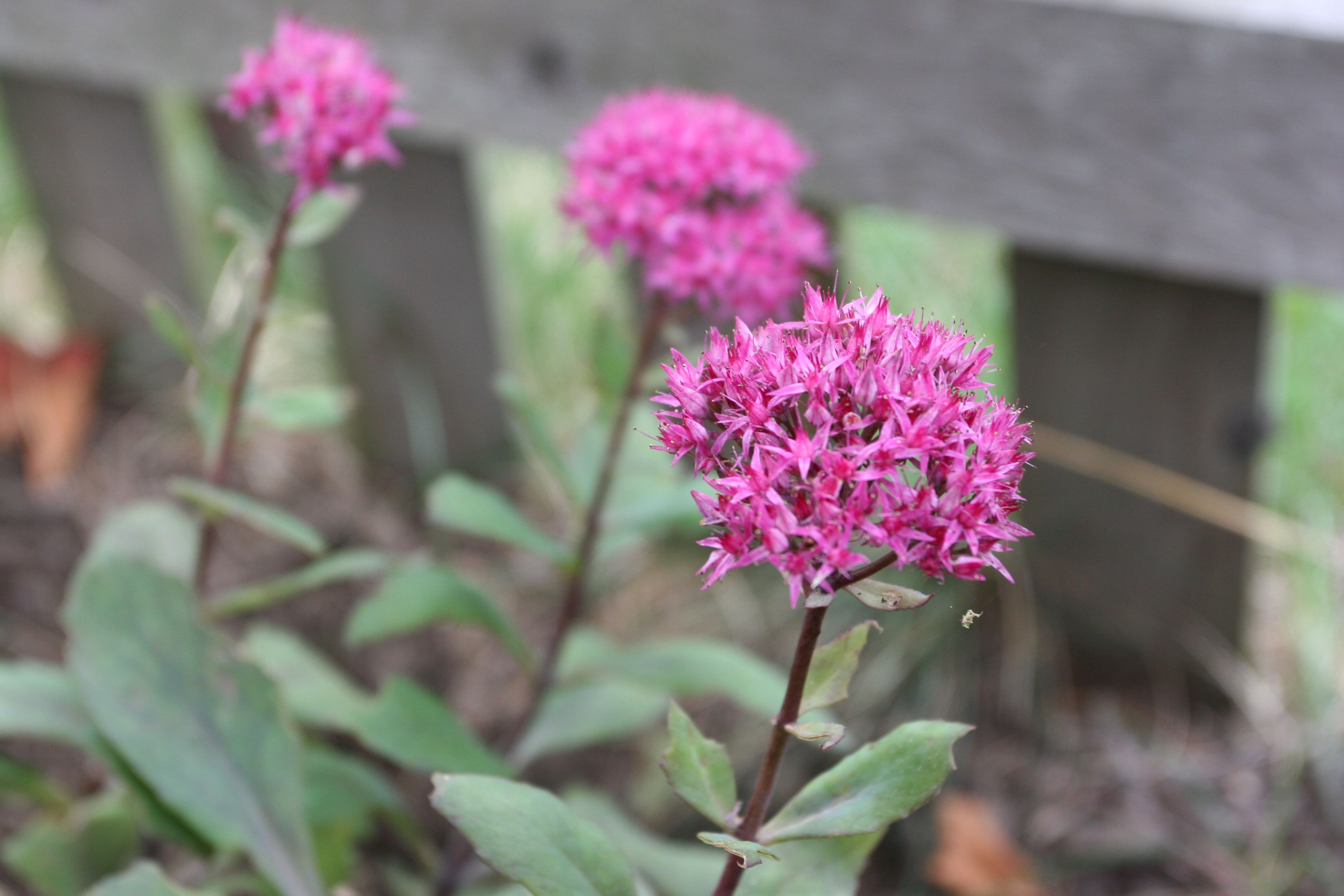 The sedum in full, fall-time bloom. I felt Autumn fall this year. And this year, it hurt.
