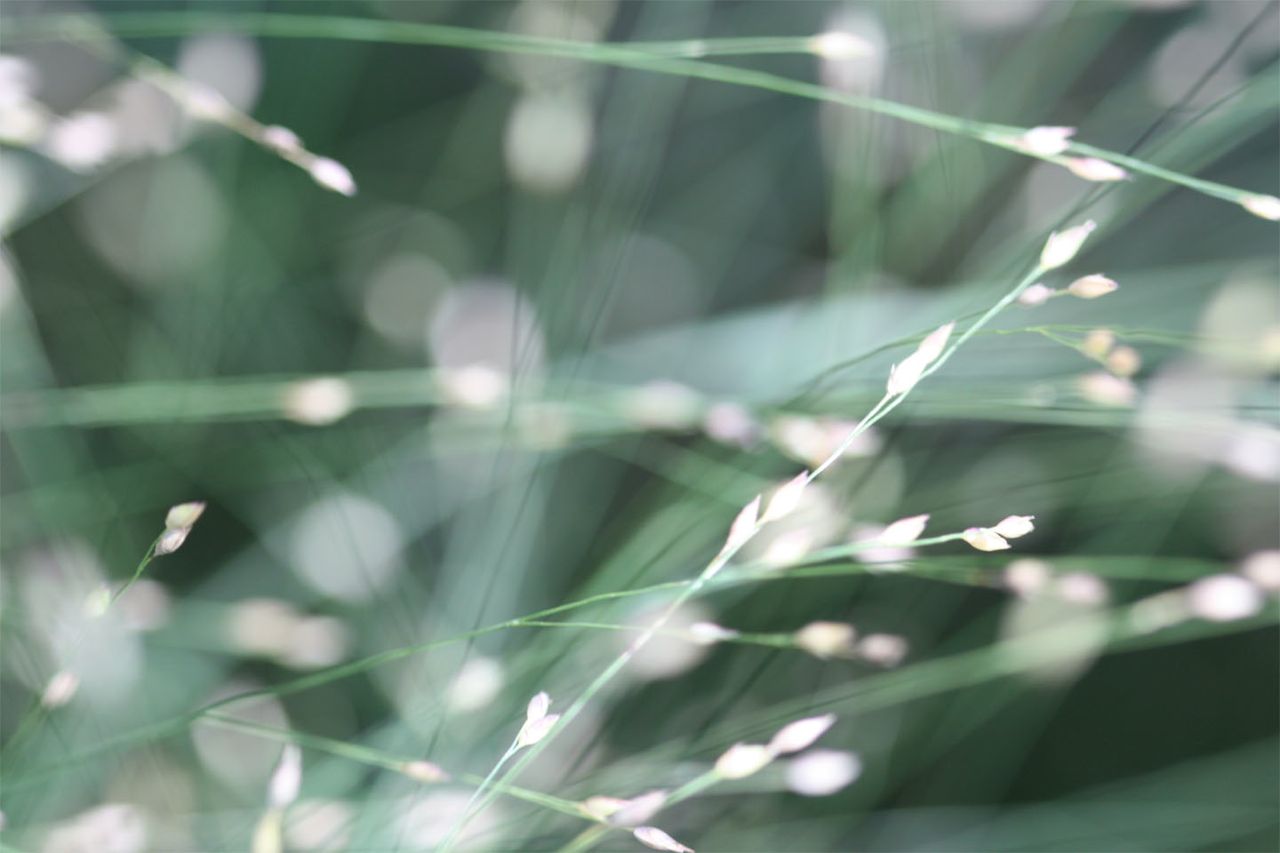 Afternoon light through the back yard grasses. A shot I attempted to get all summer.