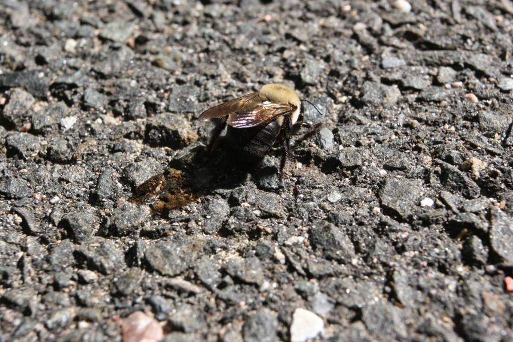 Beauty shot: dying bee. I'm loving the way the sun shines through his wings onto the driveway. Lovely little thing.