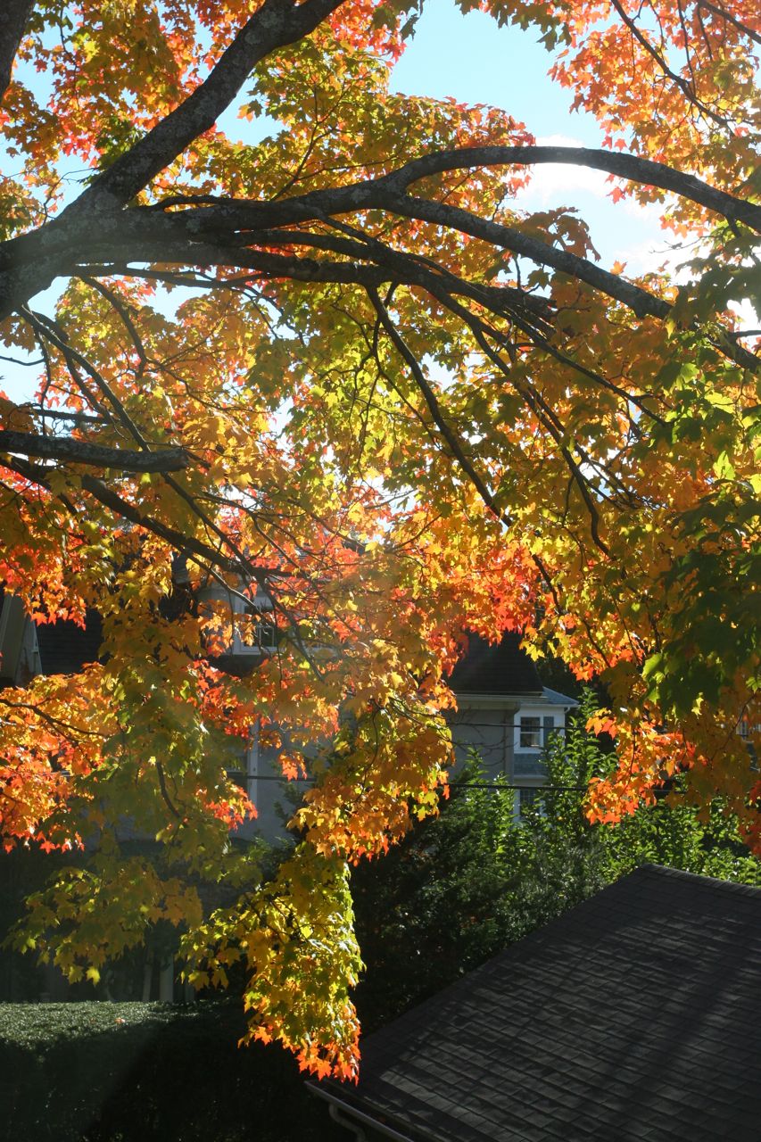 Beauty shot: maple tree out the window. Late afternoon sun. Just dreamy.