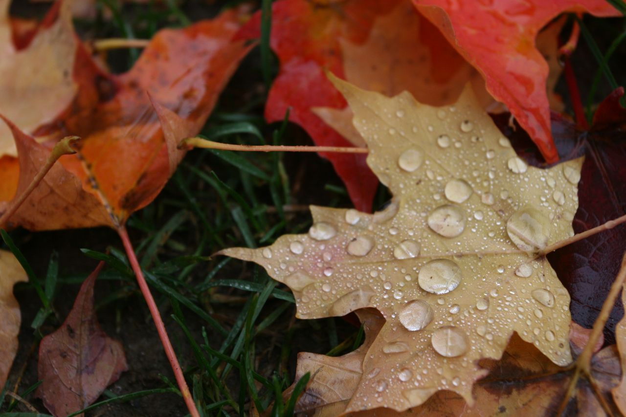 Beauty shot: rain drops on leaf. If I were in Toronto I could say raindrops on leafs.