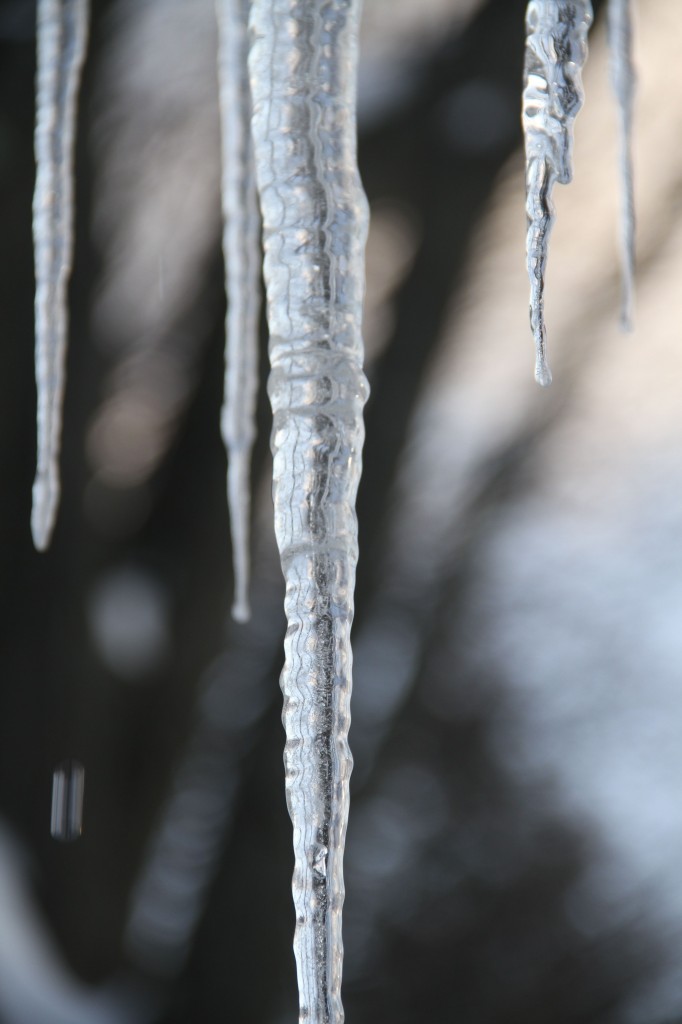 Beauty shot: icicles. Scary and beautiful.