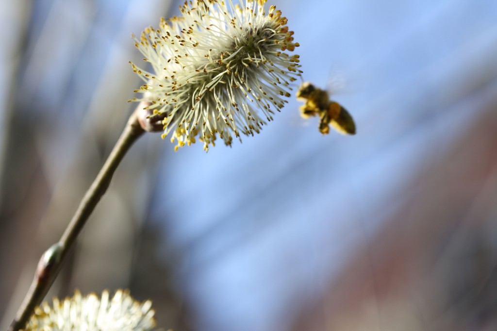Mid-flight. These bees were all business, and were hard at work making spring spring.