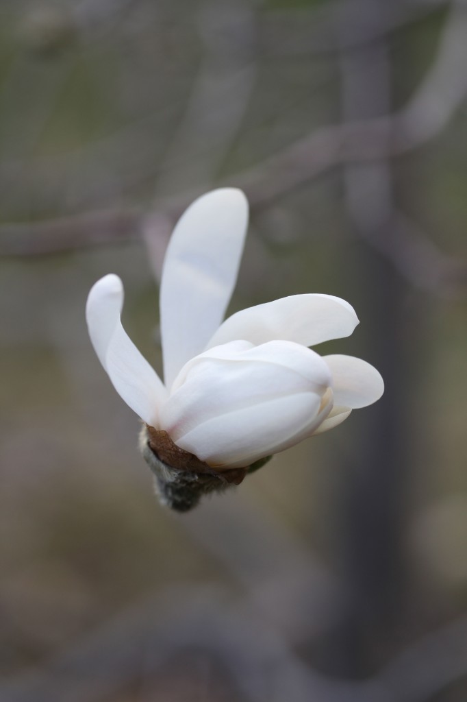 Magnolia. Could there be a sweeter bloom?