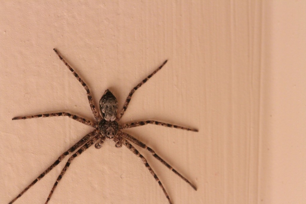 Oh, yeah, and THIS is what was waiting for me in the shower the other day. (I may have implied that this is life size. It is not. I think it's about the size of a quarter. It just feels this big.)
