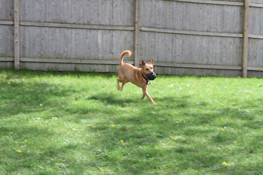 She's even running again, though we've reduced the amount of vigorous exercise that she was used to.