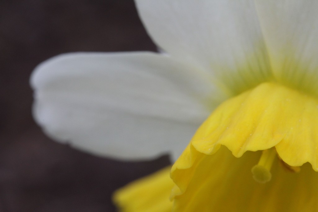 Mini-daffodil.