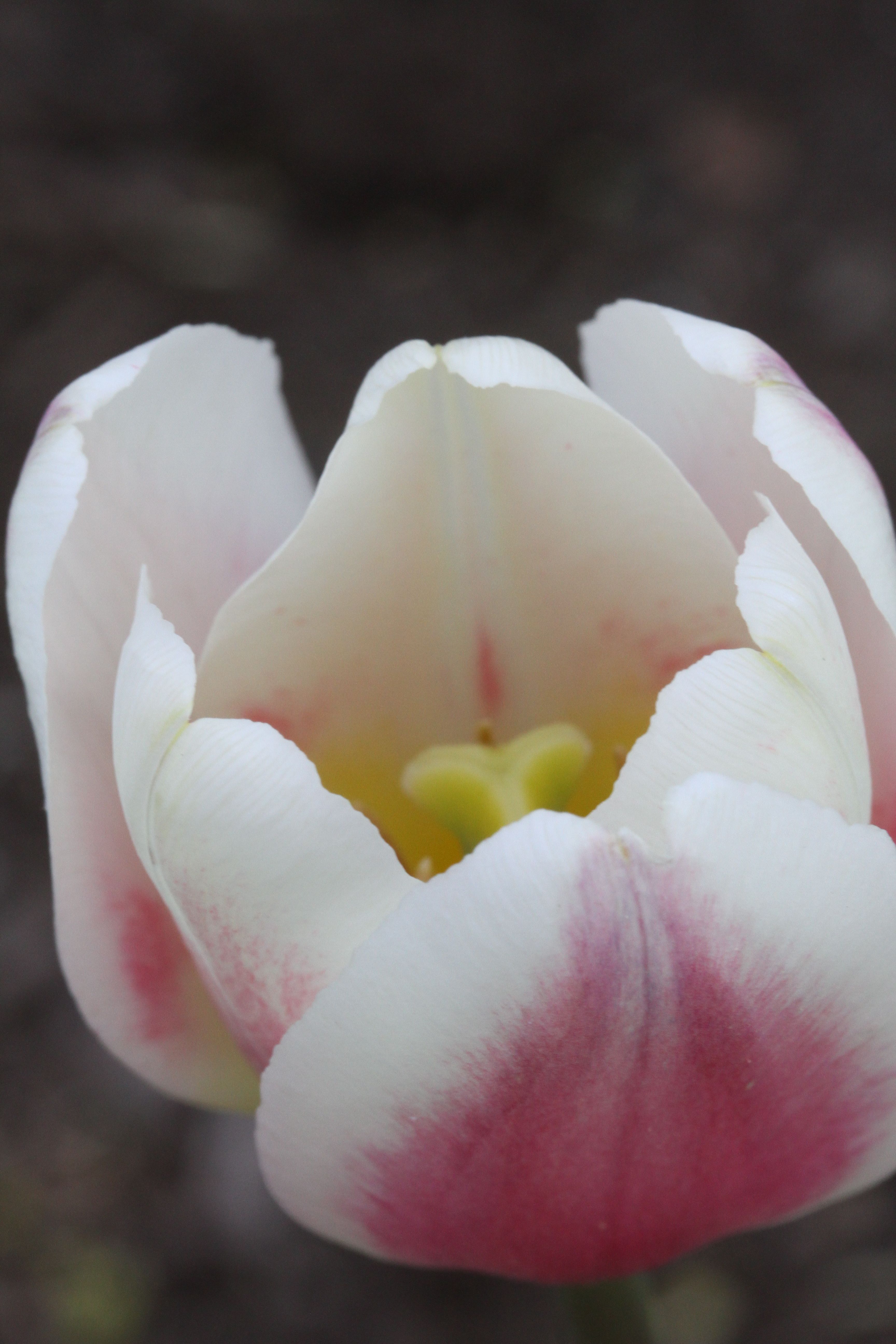 Tulip love.