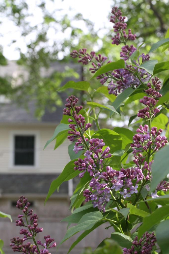 Last year we didn't have lilacs. This year, they scent the air deliciously.