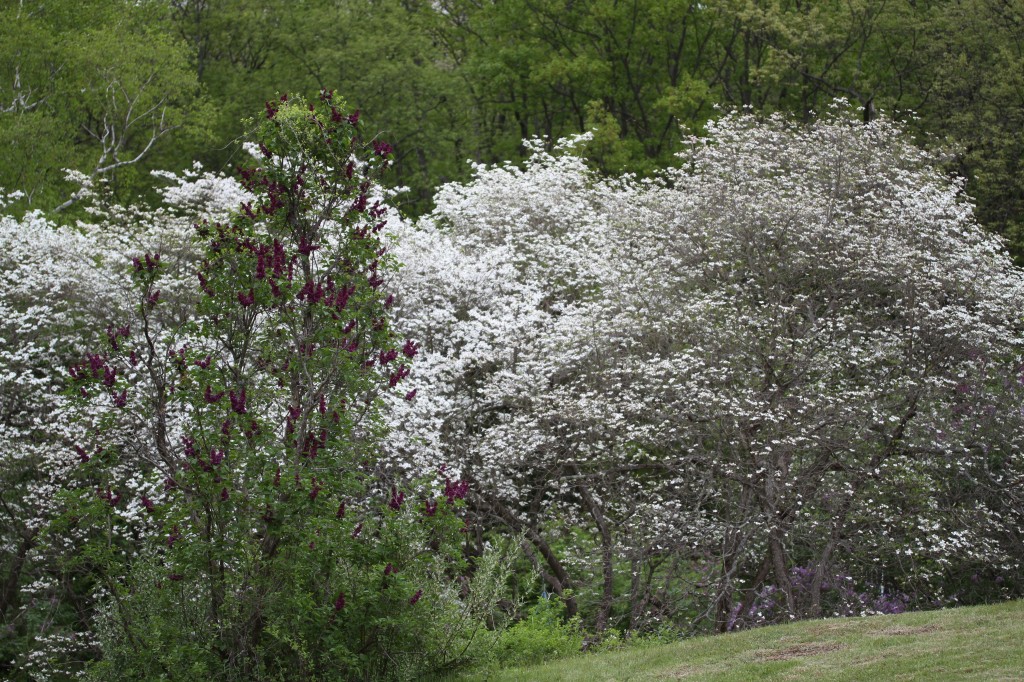 Dogwoods and lilacs and fruit trees all blooming in harmony.