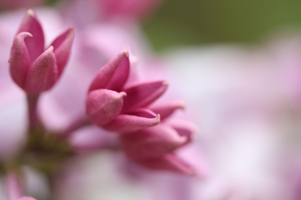 Yes, this is a pink lilac. Amazing.