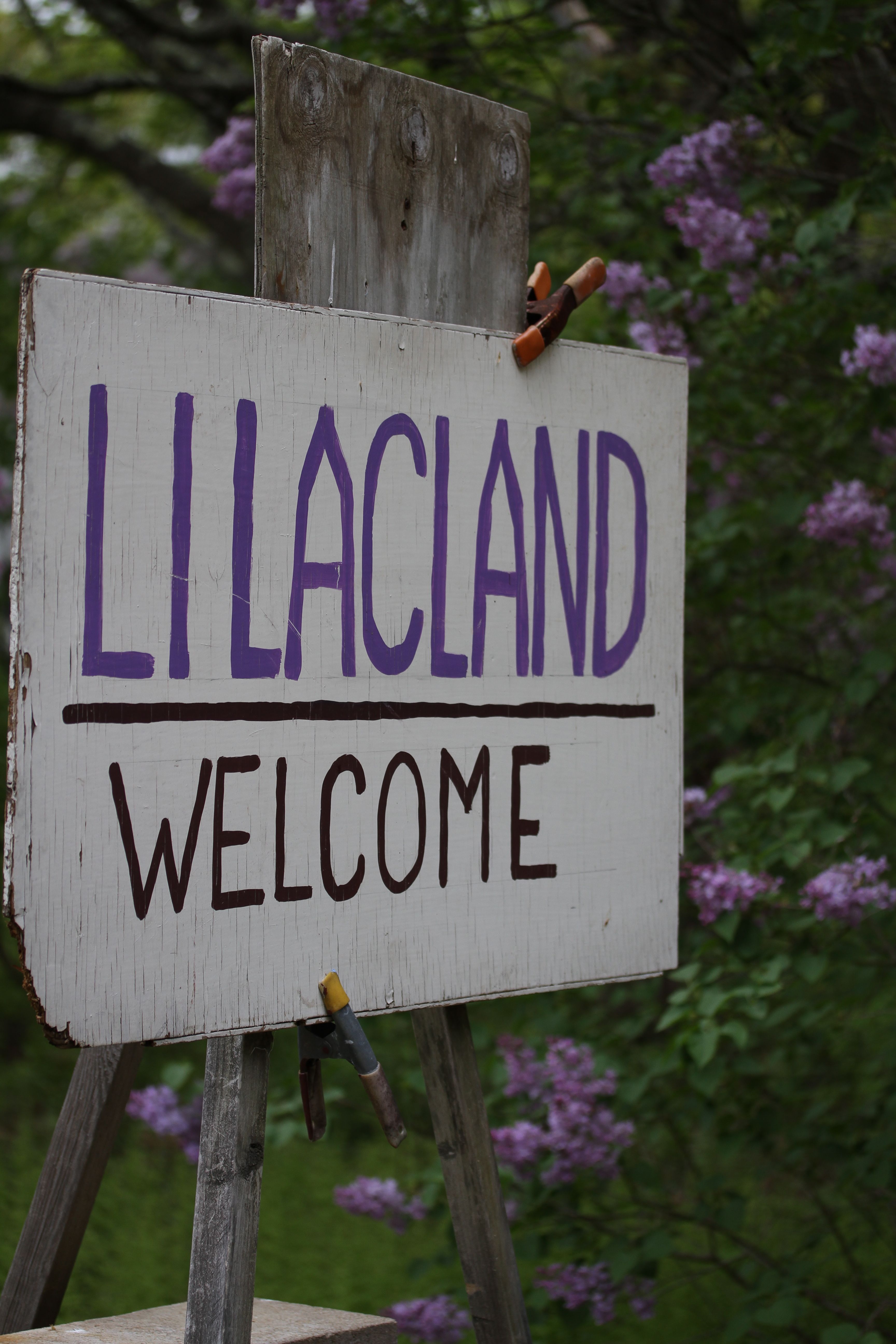 Welcome to Lilacland indeed.