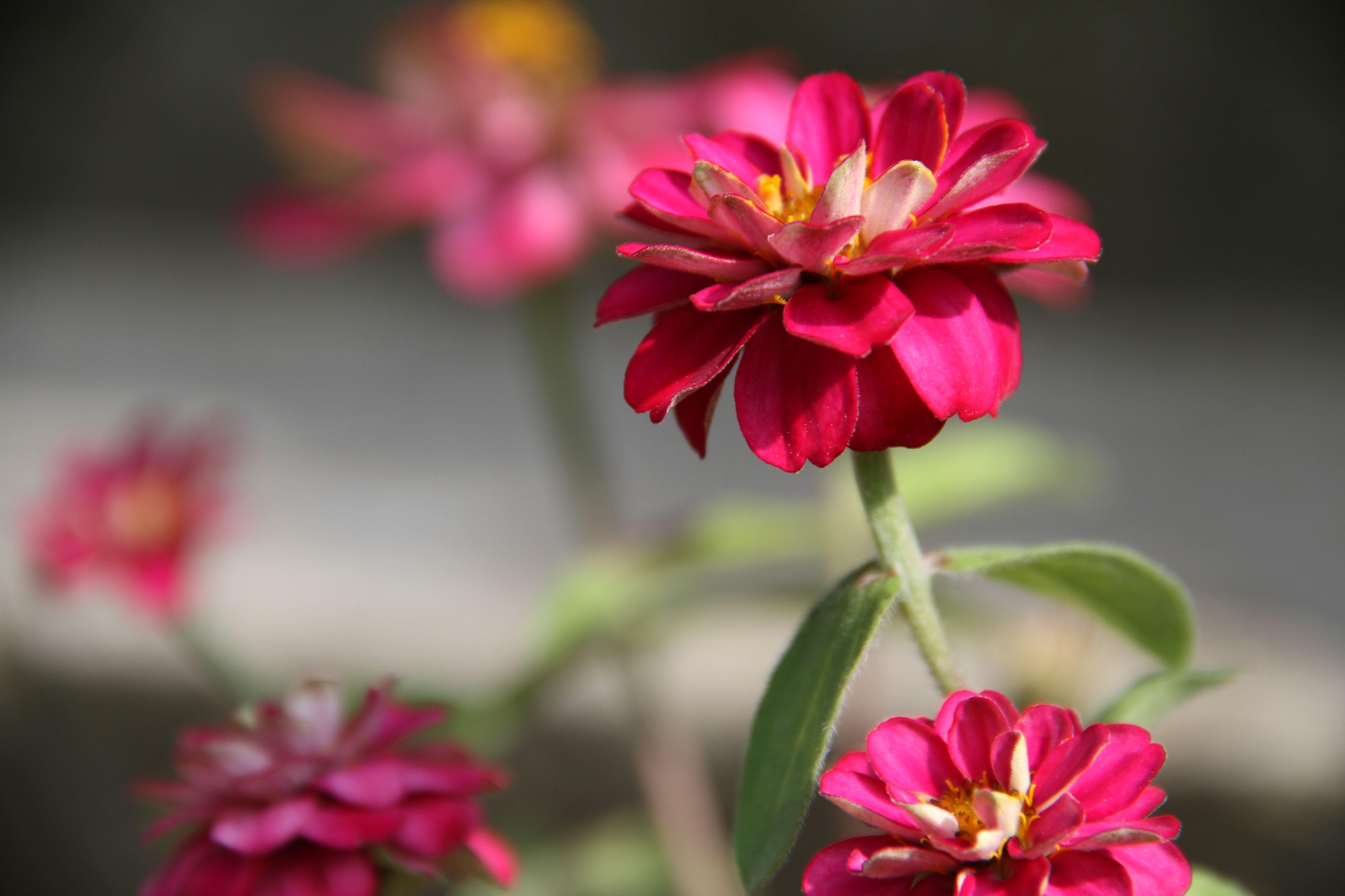 And I finally planted some zinnias in my outdoor pots by the front door.
