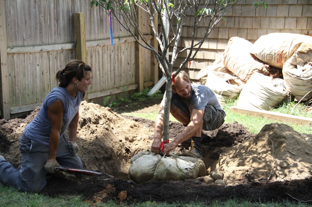 They looked at it from all sides to make sure the tree would grow correctly, and back filled it with soil and loam.