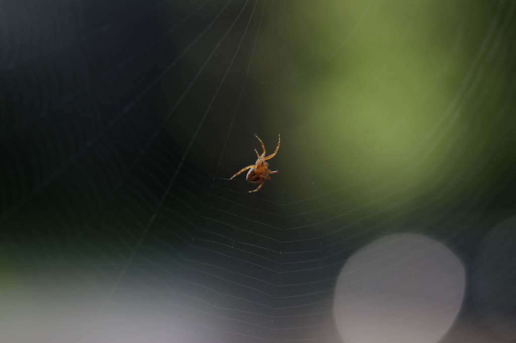 Beauty shot: spider actually spinning its web. Jeff took this. It's incredible.