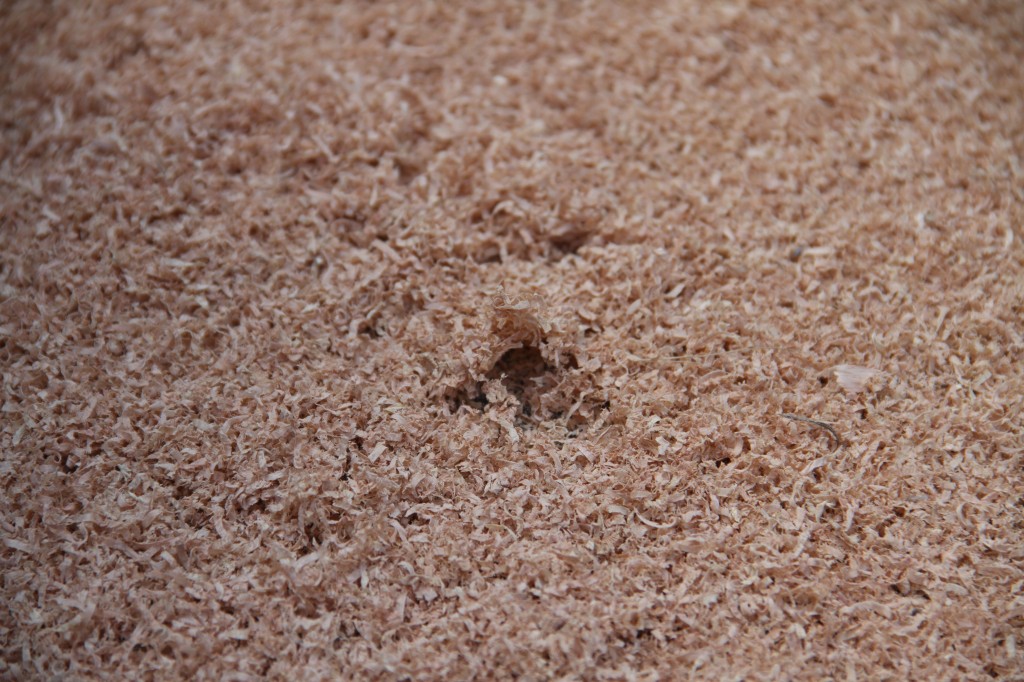 Beauty shot: sawdust. Reminds me of pencil shavings.