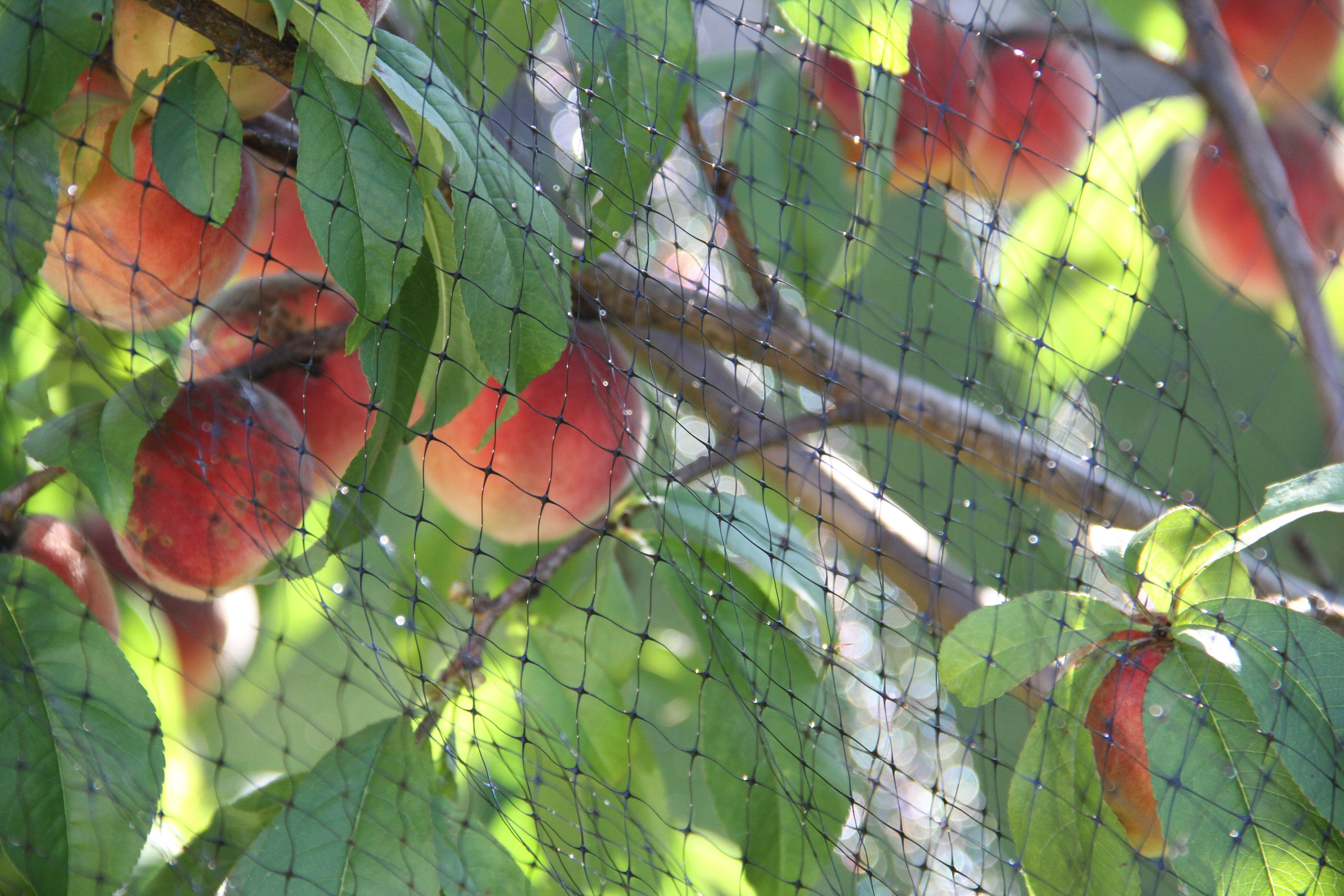 Beauty shot: Mr K's peaches, lovingly wrapped in netting to keep the pests away.