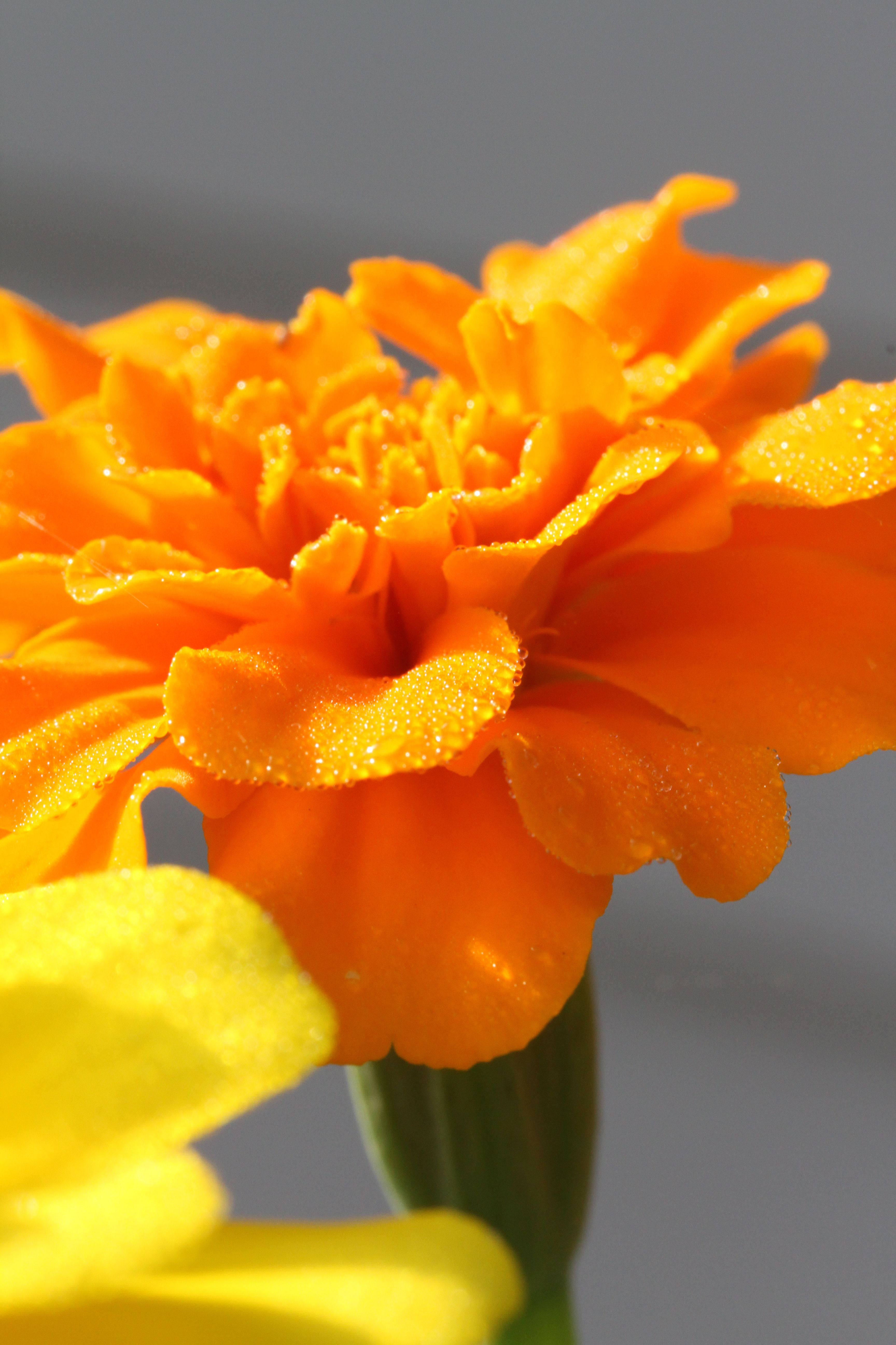 Beauty shot: orange marigold.