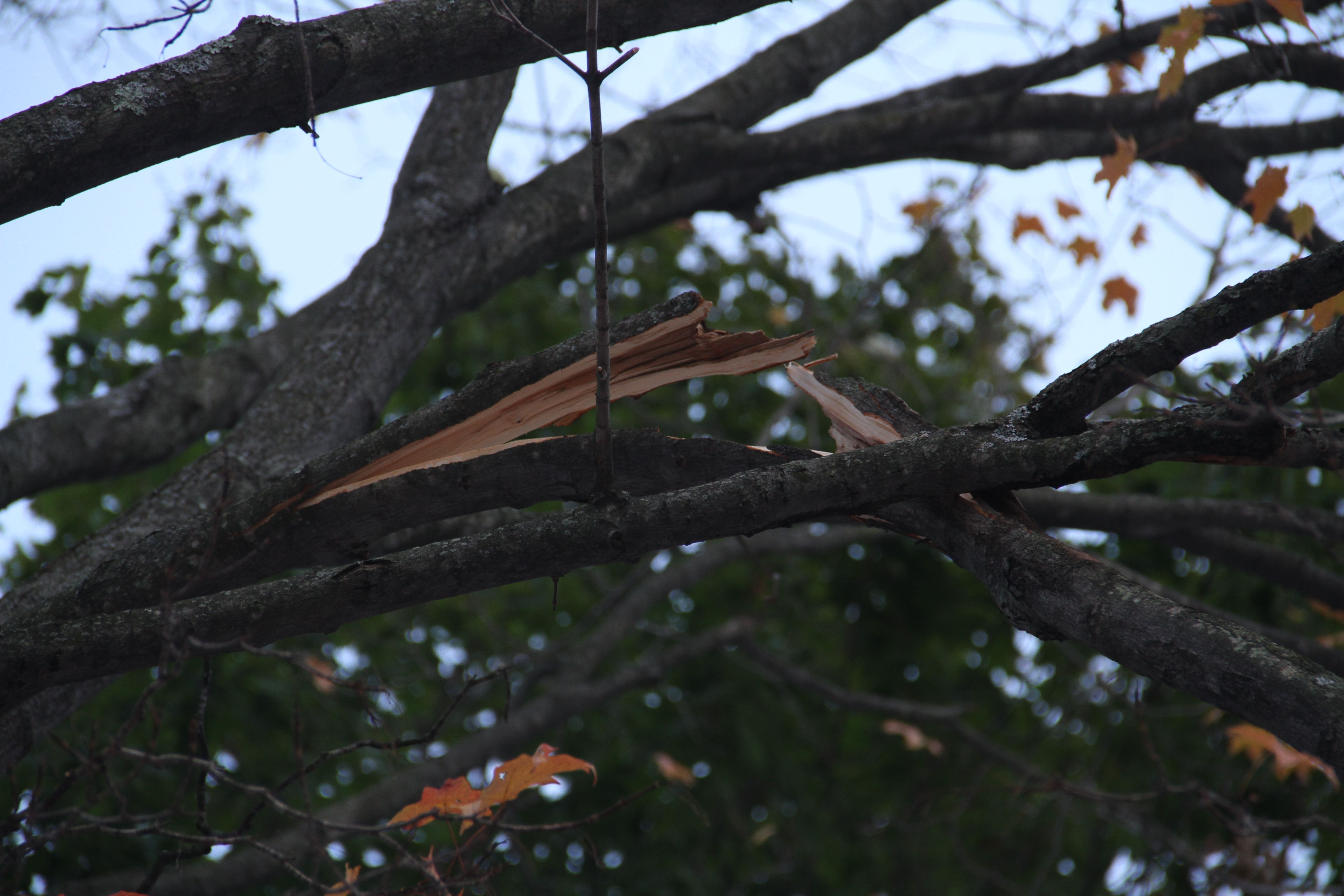 One of the limbs on our giant maple is hanging on by a thread.