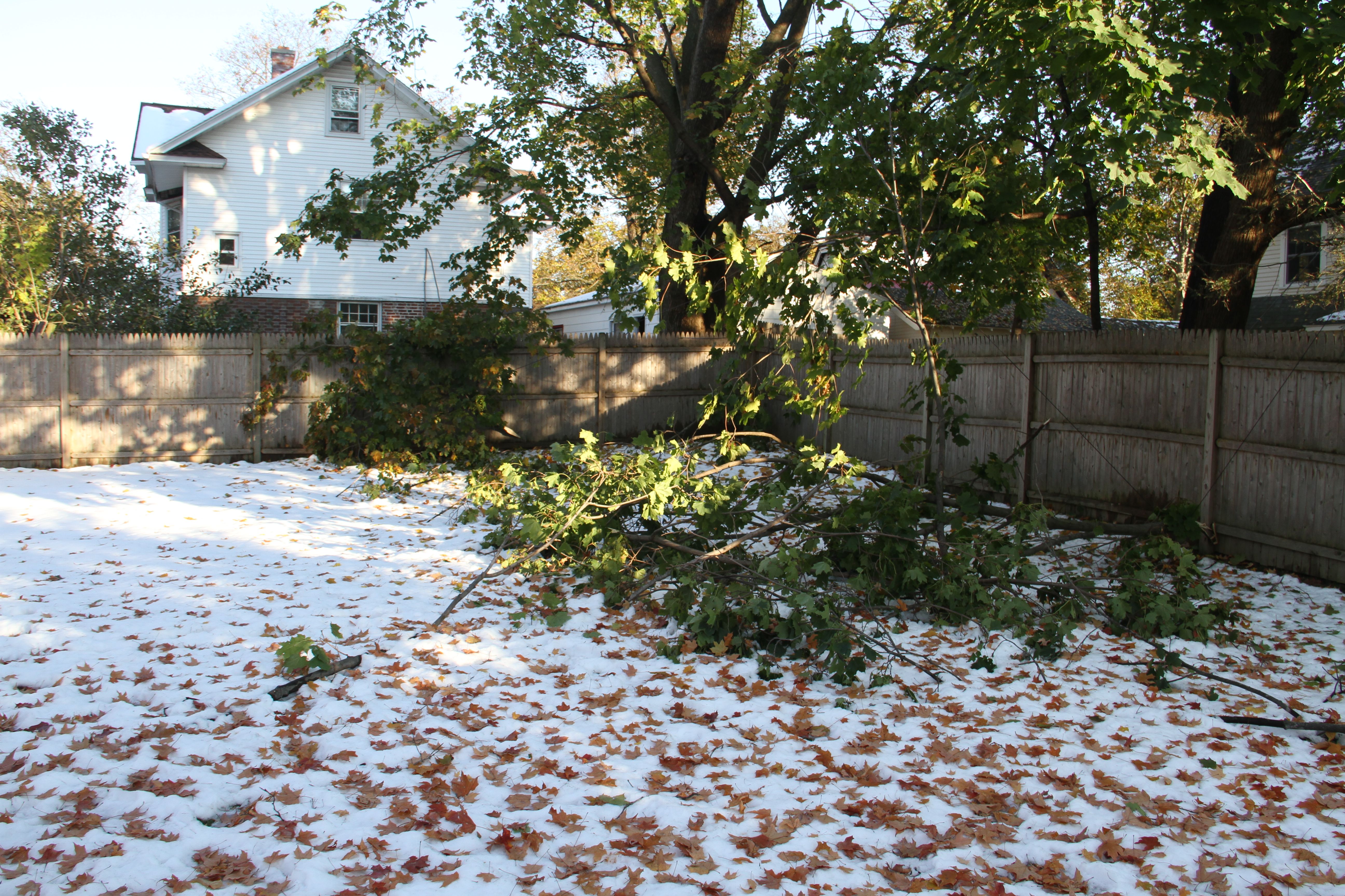 Our yard was littered with large limbs and branches that tangled the phone, cable and power lines across the fences and through the remaining tree boughs.