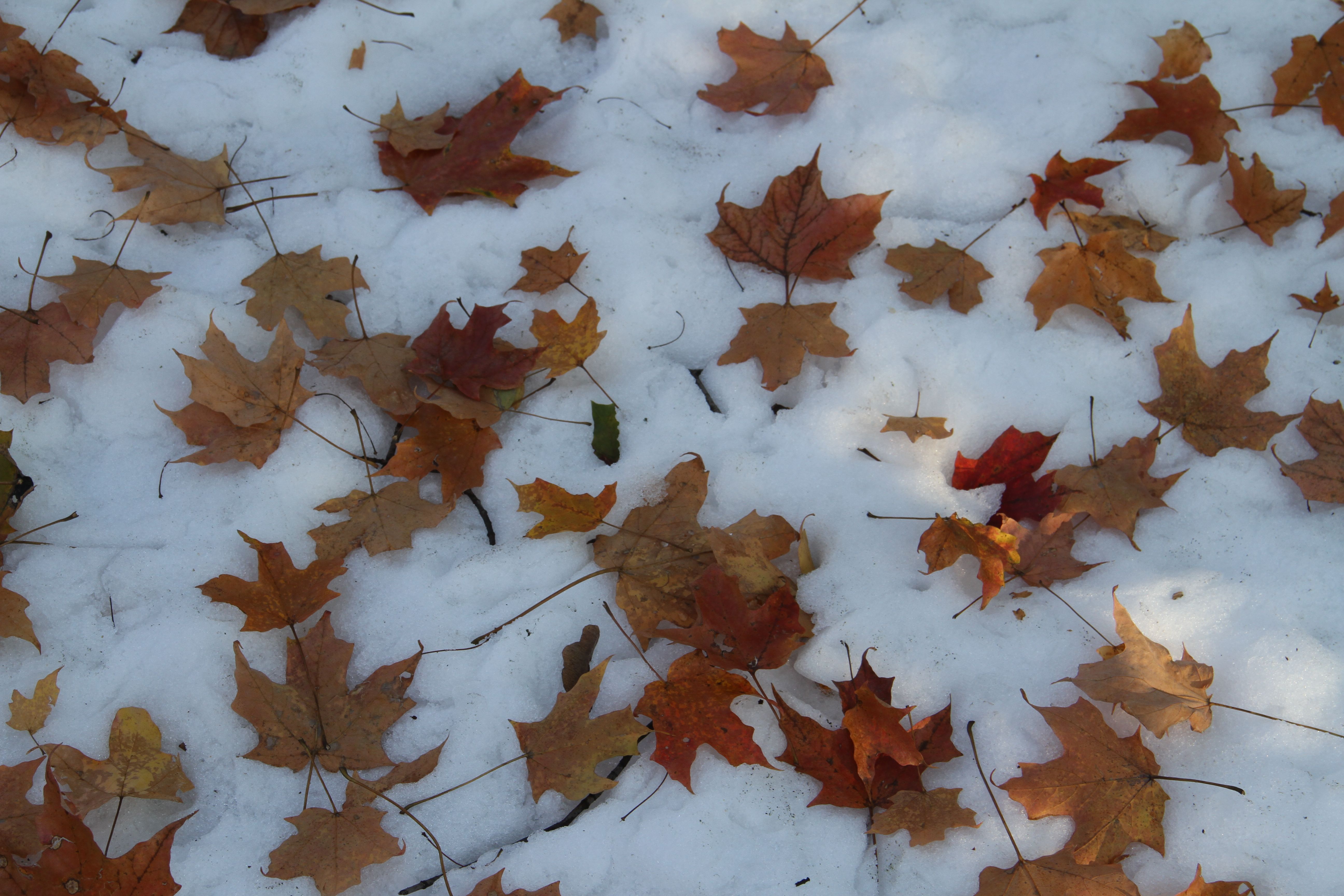 Beauty shot: freshly fallen leaves on freshly fallen snow.