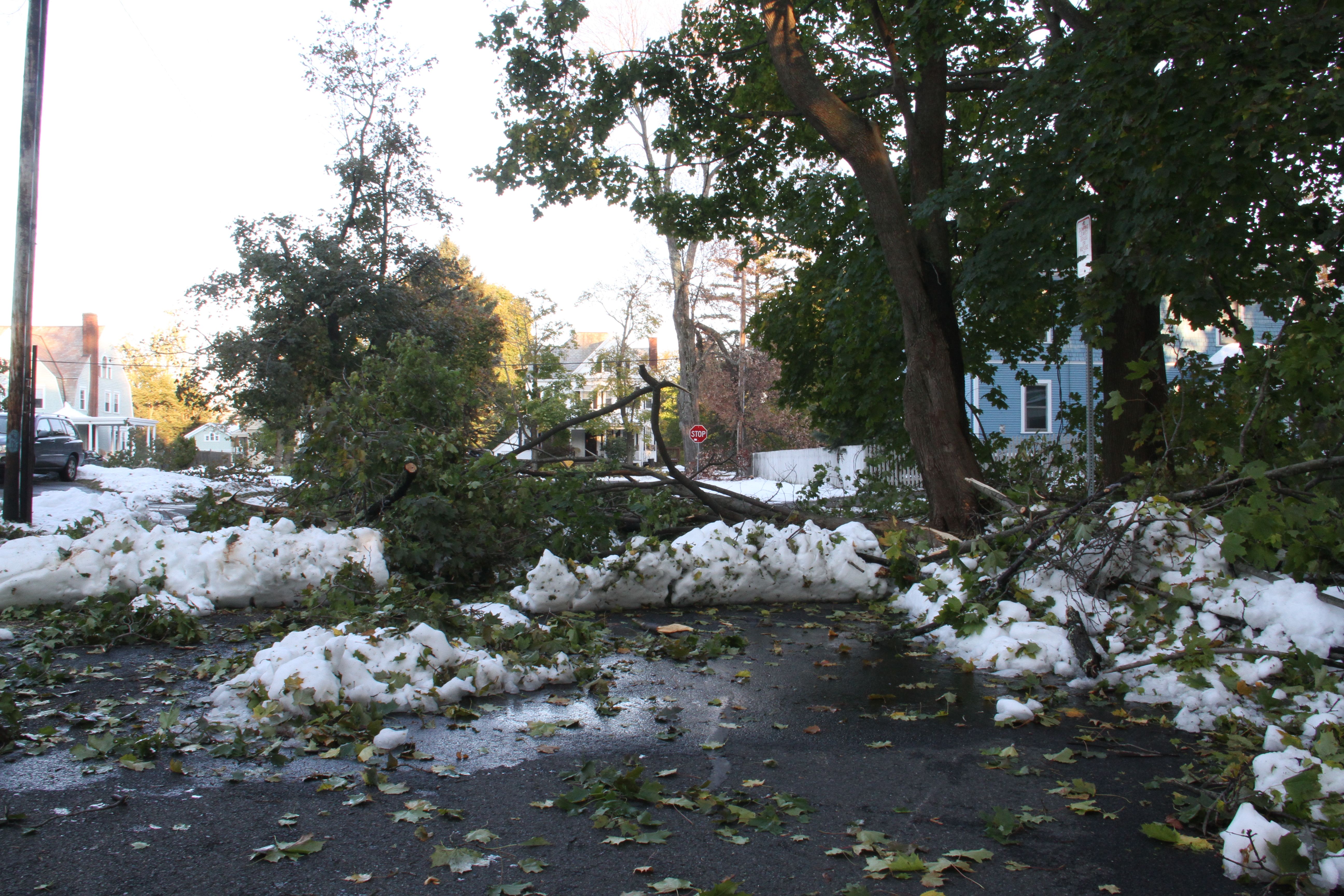 A few streets over the downed branches got bigger and bigger.