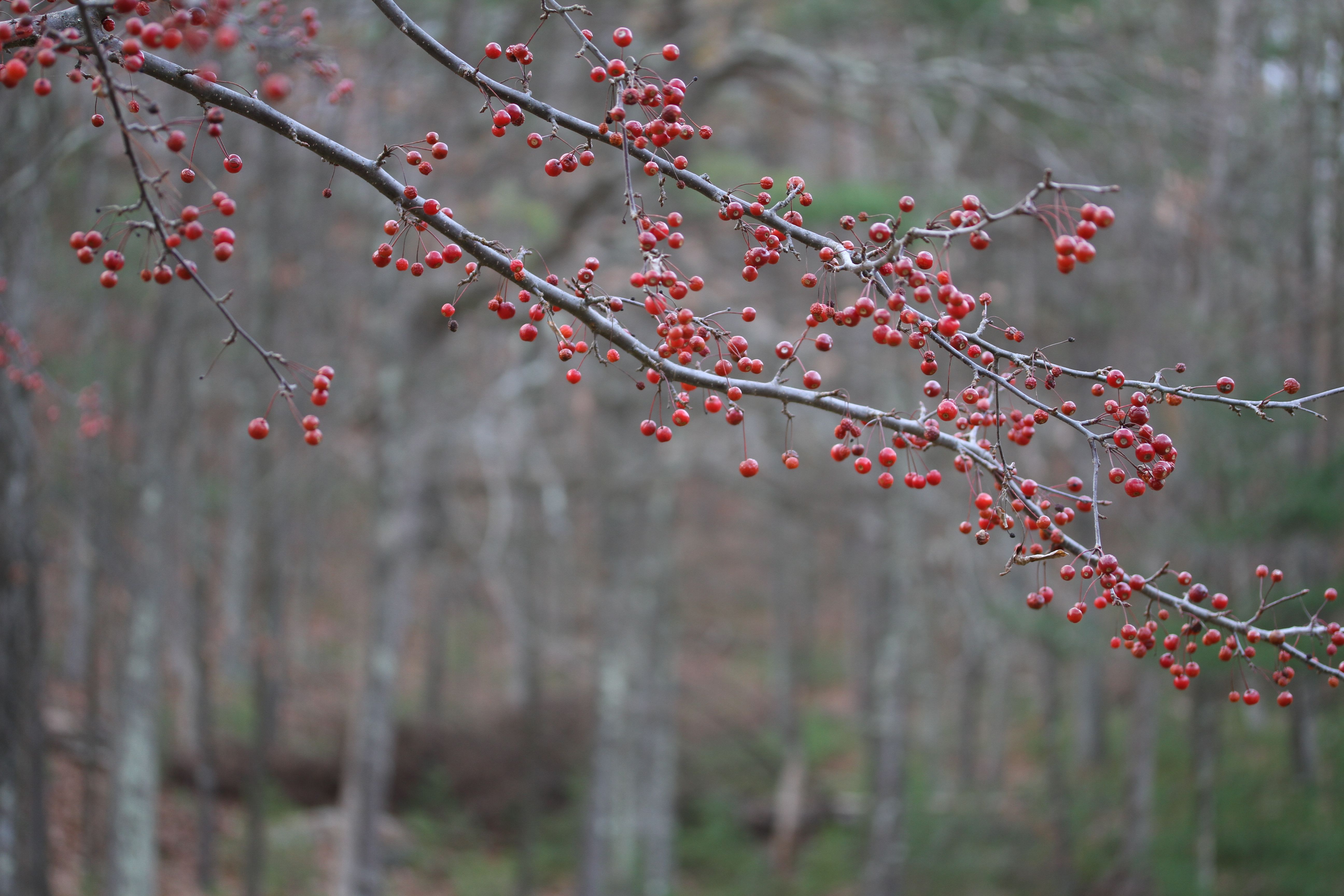 I have no idea what these trees are called, or what the berries are. I just know they're pretty.