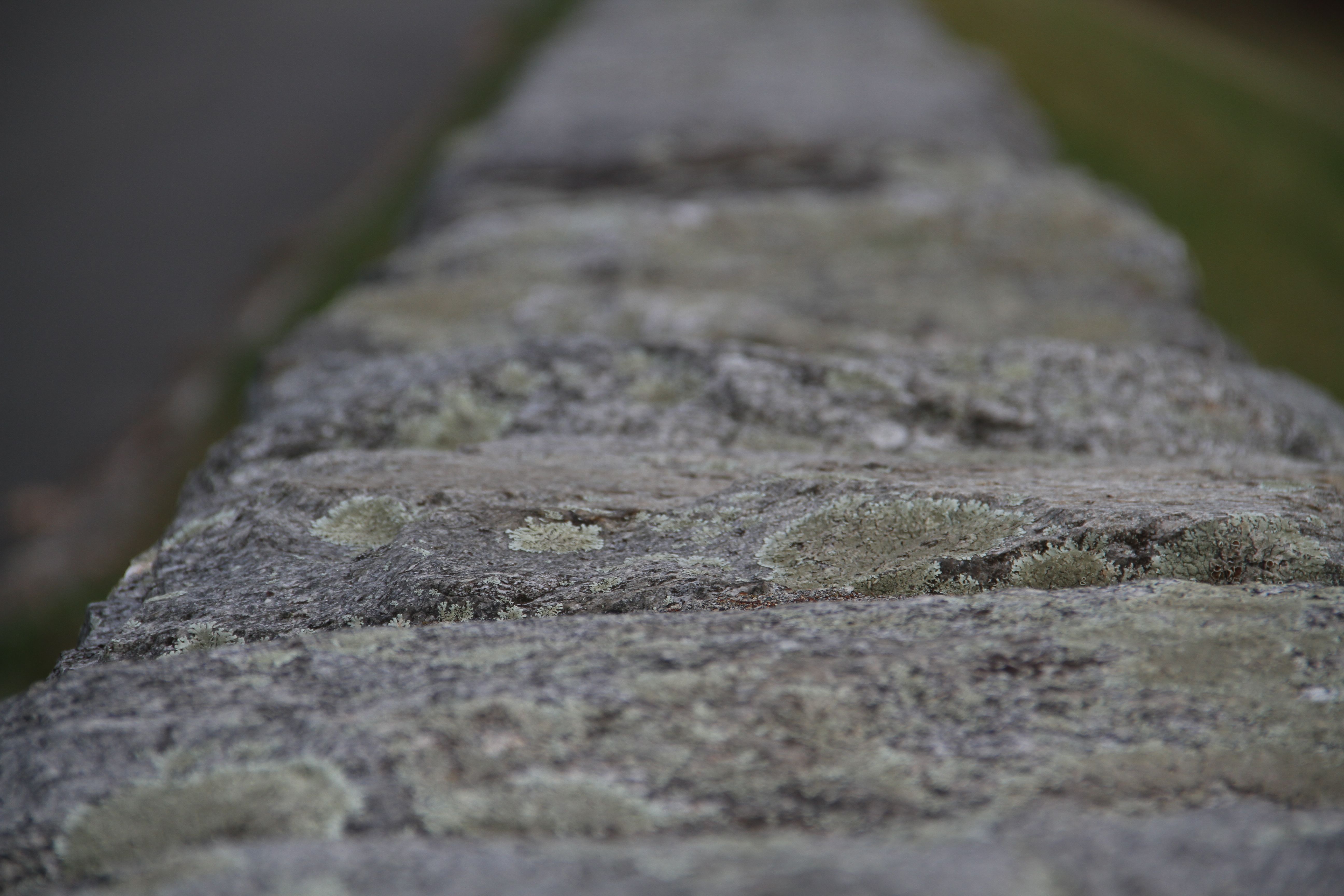 Lichen on the stone top of the retaining wall-roadway-damn.