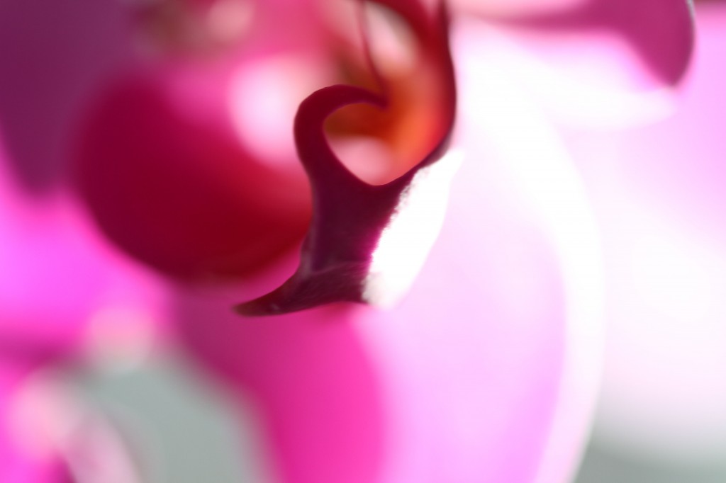 Beauty shot: orchid porn.