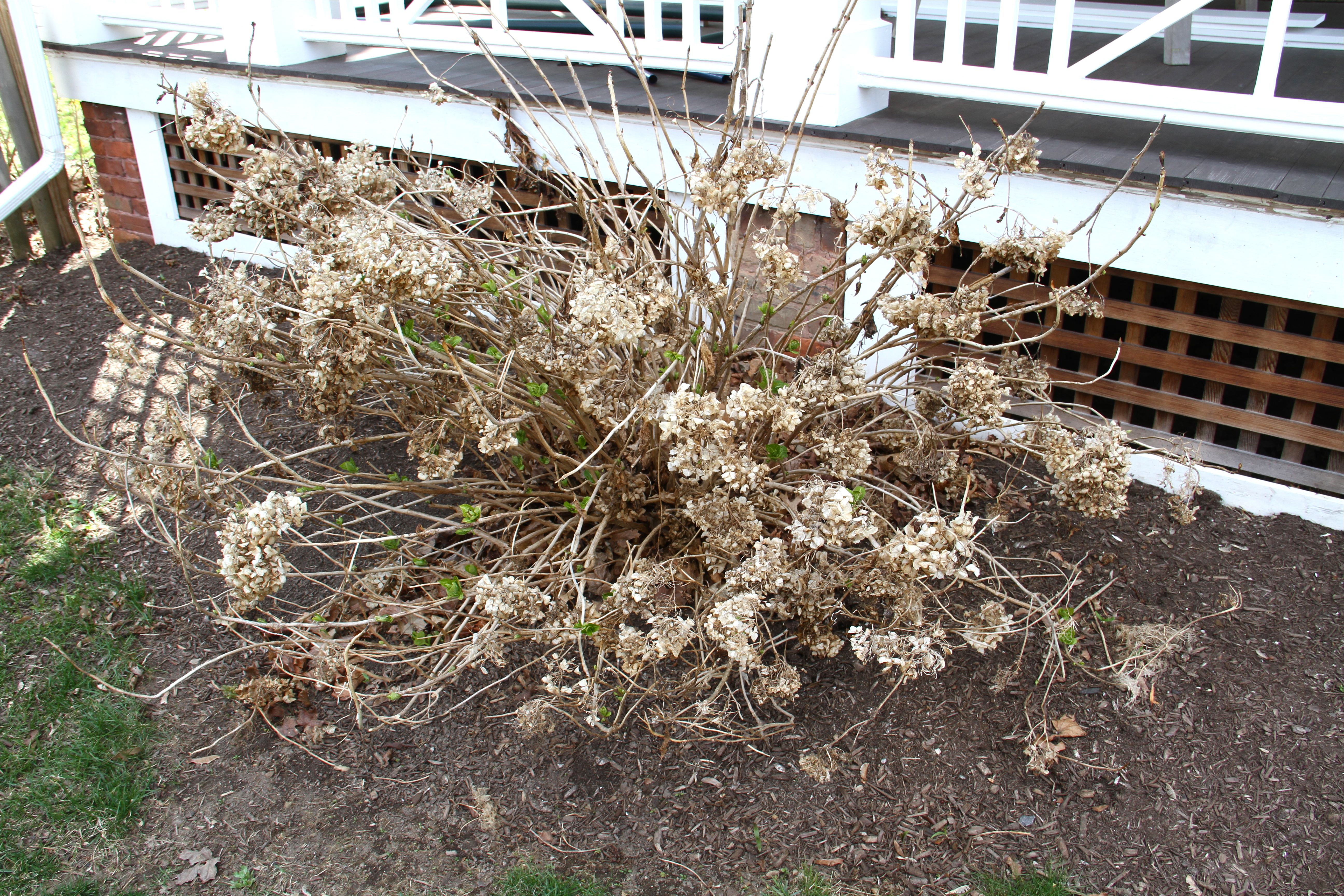This is what the hydrangeas look like after a few months of winter (and a few weeks of spring). This one is a wedding hydrangea, and you can see the green leaves beginning to emerge from the tangled mess of last fall's leaves, dried blooms and broken stems.