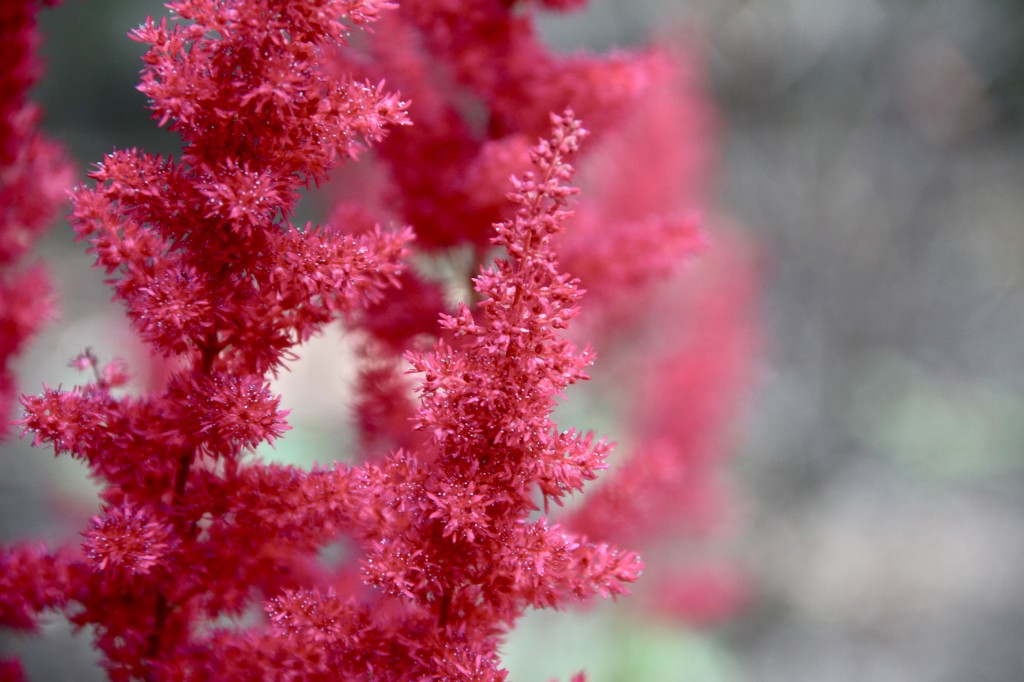 Beauty shot: These astilbe are somewhere between a rich fushia and a deep hot pink. They're stunning.