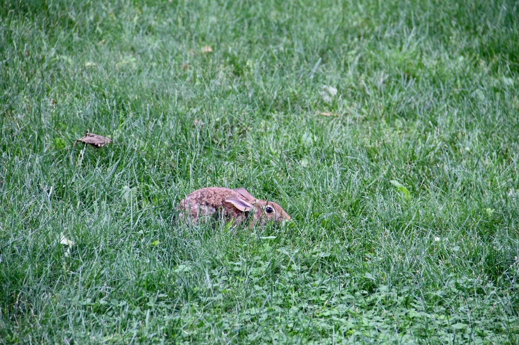 Beauty shot: Oh, and there's a bunny that visits us regularly. Jeff snuck up for some as-close-as-he-could-get pictures the other day.