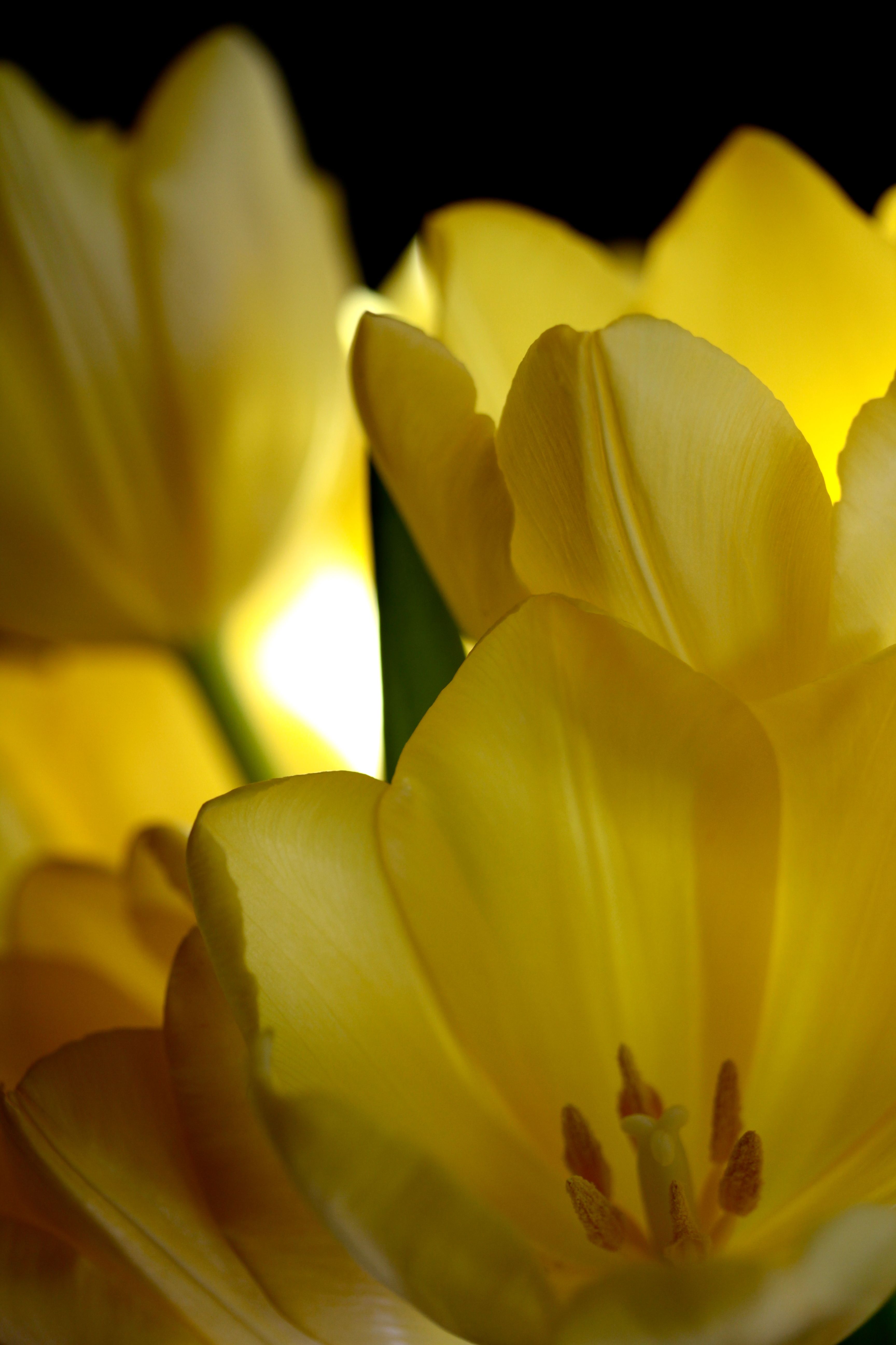 Beauty shot: layers of silky petals, shining bright sunshine from their hearts.