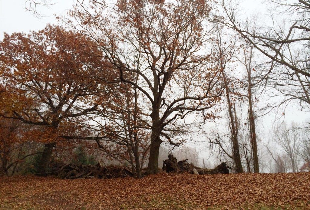 Walking in nature, even manicured paths, is enough to produce a deep and satisfying gratitude.