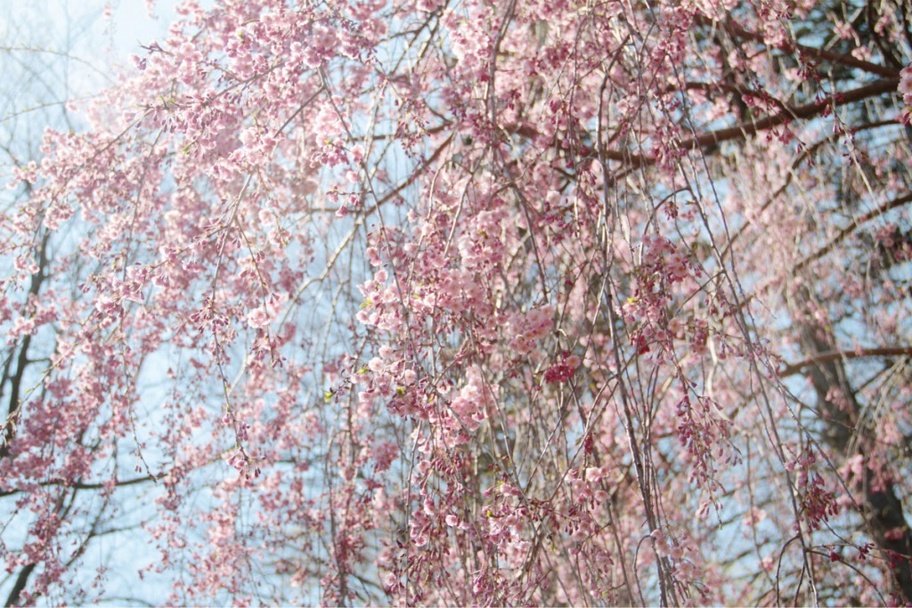 There is no sweeter beauty than spring after a harsh winter.