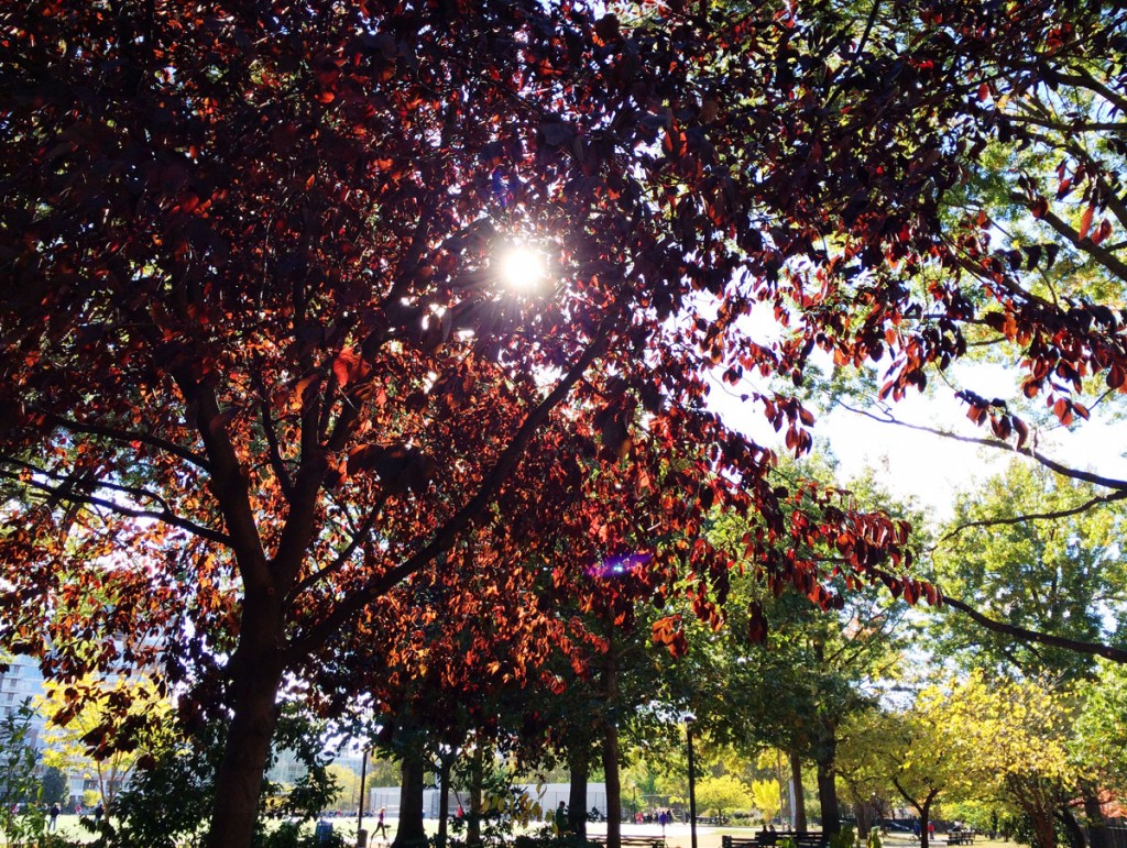 Late October sunshine warmed my heart and soul.